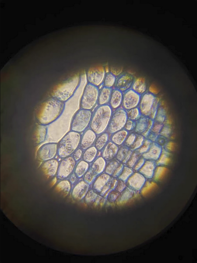 Kids Portable Microscope 60-180x Magnification – Handheld Science Tool for Children, Students