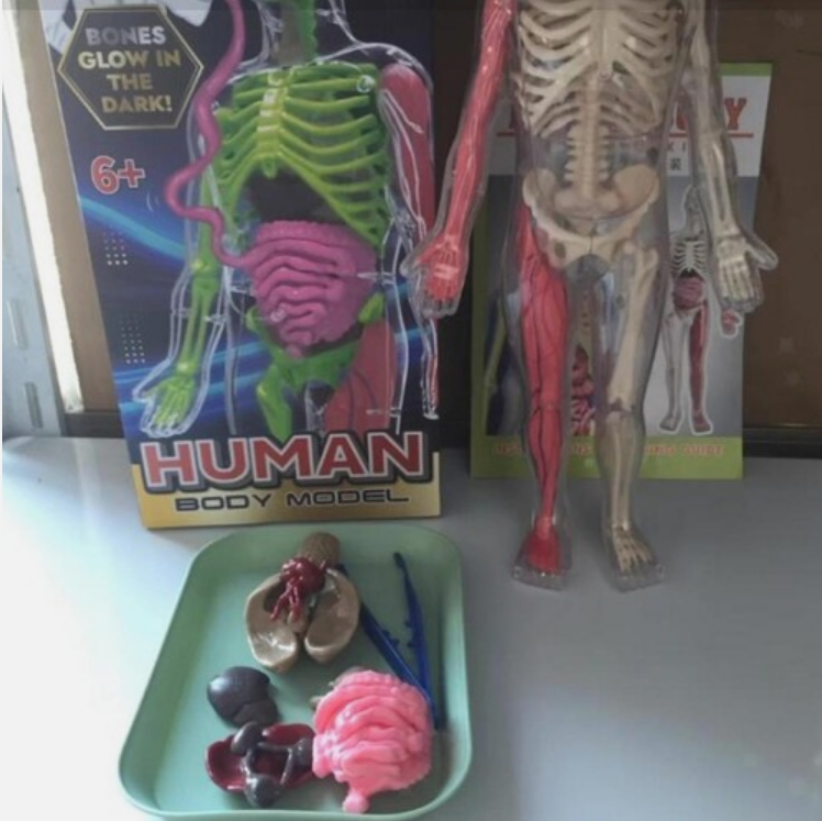 Squishy Human Body Anatomy Kit - 21 Removable Organs & Bones, 12" Science Model for Kids with Forceps, Book & Chart - STEM Educational Toy for Aspiring Doctors Ages 6+