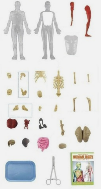 Squishy Human Body Anatomy Kit - 21 Removable Organs & Bones, 12" Science Model for Kids with Forceps, Book & Chart - STEM Educational Toy for Aspiring Doctors Ages 6+