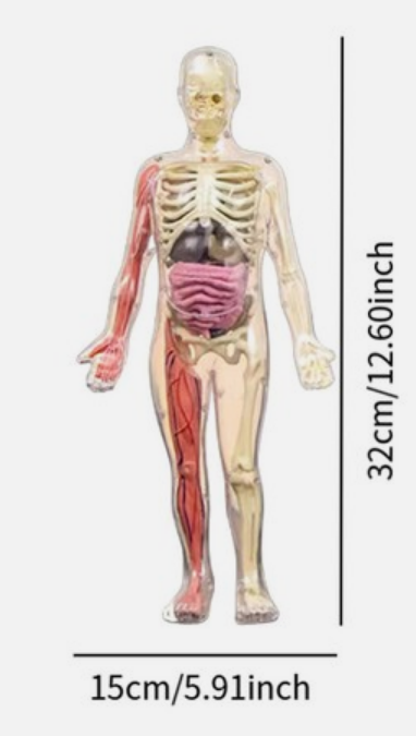 Squishy Human Body Anatomy Kit - 21 Removable Organs & Bones, 12" Science Model for Kids with Forceps, Book & Chart - STEM Educational Toy for Aspiring Doctors Ages 6+