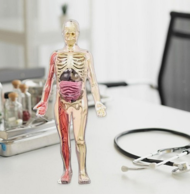 Squishy Human Body Anatomy Kit - 21 Removable Organs & Bones, 12" Science Model for Kids with Forceps, Book & Chart - STEM Educational Toy for Aspiring Doctors Ages 6+