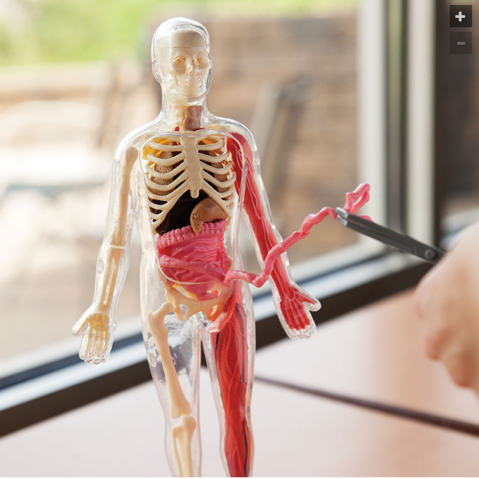 Squishy Human Body Anatomy Kit - 21 Removable Organs & Bones, 12" Science Model for Kids with Forceps, Book & Chart - STEM Educational Toy for Aspiring Doctors Ages 6+