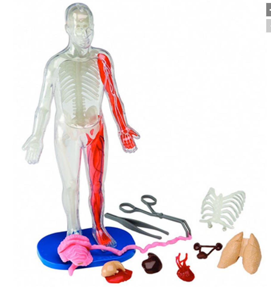 Squishy Human Body Anatomy Kit - 21 Removable Organs & Bones, 12" Science Model for Kids with Forceps, Book & Chart - STEM Educational Toy for Aspiring Doctors Ages 6+