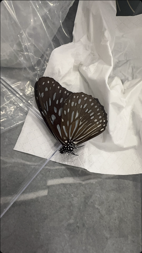 Professional Butterfly Specimen Kit - Complete DIY Insect Mounting Set with Adjustable Spreading Board, Pins, Tools & Display Case - Entomology Starter Kit for Adults & Beginners