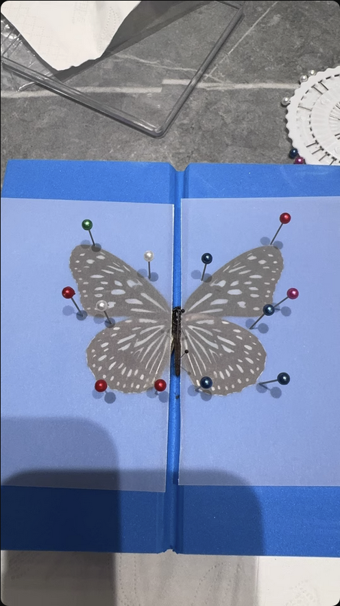 Professional Butterfly Specimen Kit - Complete DIY Insect Mounting Set with Adjustable Spreading Board, Pins, Tools & Display Case - Entomology Starter Kit for Adults & Beginners