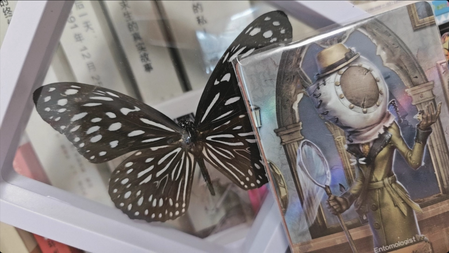 Professional Butterfly Specimen Kit - Complete DIY Insect Mounting Set with Adjustable Spreading Board, Pins, Tools & Display Case - Entomology Starter Kit for Adults & Beginners