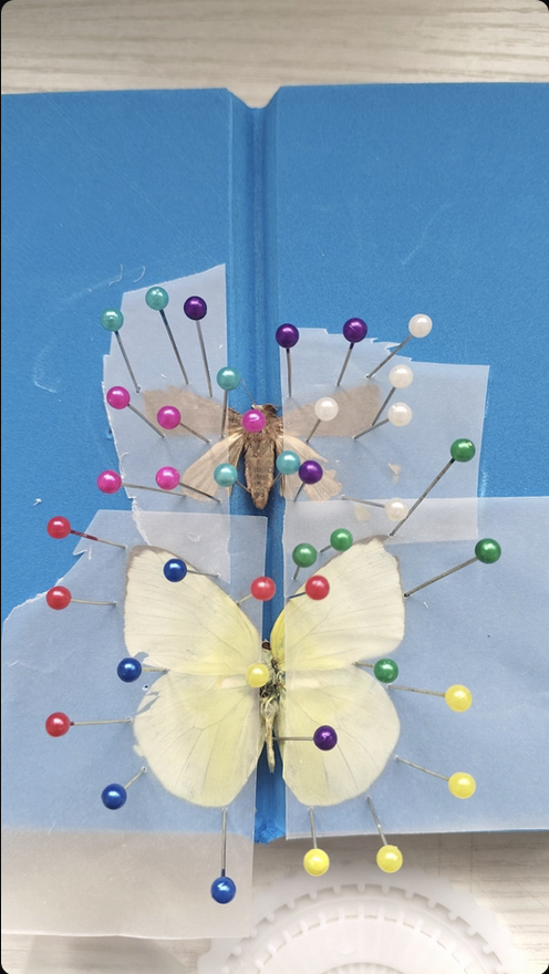 Professional Butterfly Specimen Kit - Complete DIY Insect Mounting Set with Adjustable Spreading Board, Pins, Tools & Display Case - Entomology Starter Kit for Adults & Beginners